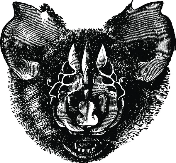 Triaenops Persicus Bat Vector Illustration - Stok Vektor