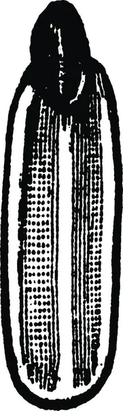 Scurfy Scale Black White Vintage Vector Illustration — Stock Vector