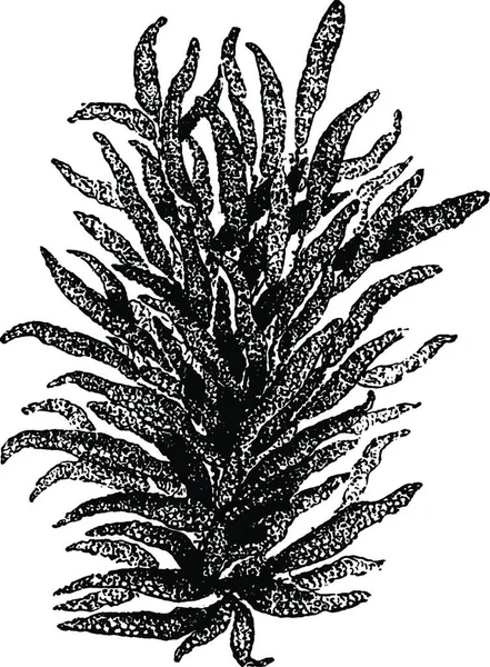 Huevo Calamar Negro Blanco Vector Vendimia Ilustración — Vector de stock