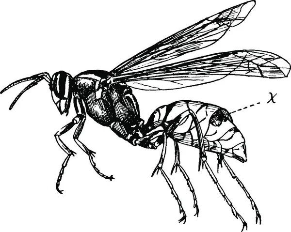 Wespenschwarzweiß Vektor Illustration — Stockvektor