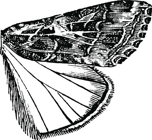 Owlet Moth Vintage Vector Illustration — Stock Vector