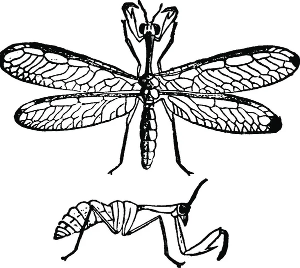 Mantispa Schwarz Weiß Vektor Illustration — Stockvektor
