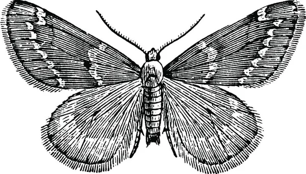 Bílý Tečkovaný Cankerworm Moth Vinobraní Ilustrace — Stockový vektor