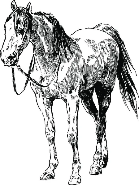 Cavalo Preto Branco Vintage Vetor Ilustração — Vetor de Stock
