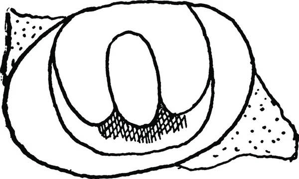 Illustration Vectorielle Vintage Spiracles Noir Blanc — Image vectorielle