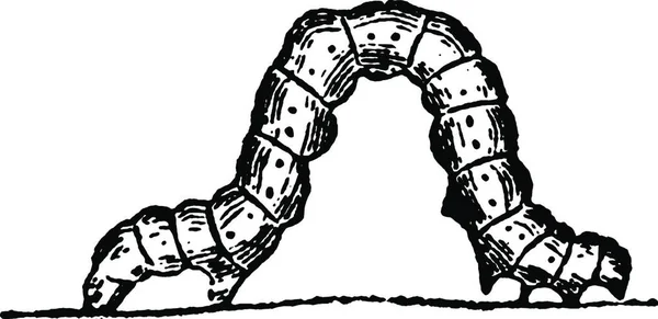 Spanner Caterpillar Czarno Białe Vintage Wektor Ilustracja — Wektor stockowy