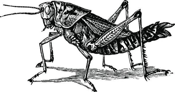 Lubber Grasshopper Preto Branco Vintage Vetor Ilustração — Vetor de Stock