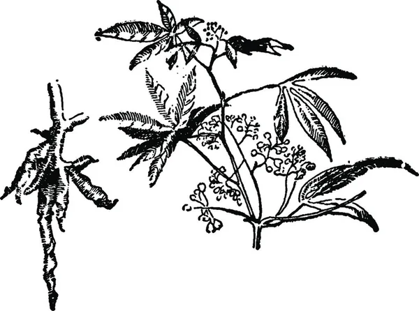 Illustrazione Vintage Cassava Incisione Bianco Nero — Vettoriale Stock