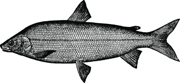 Whitefish Ilustração Vintage Gravura Preto Branco —  Vetores de Stock