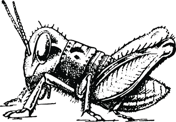Locust Development Ilustración Vintage Grabado Blanco Negro — Archivo Imágenes Vectoriales
