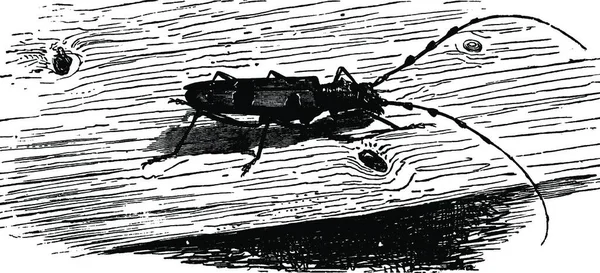 Rosalie Beetle Black White Engraving — Stock Vector