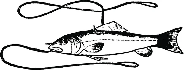 Balıkçılık Klasik Illüstrasyon Siyah Beyaz Gravür — Stok Vektör