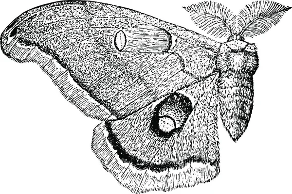 Moth Vintage Illustration Vector Illustration — Wektor stockowy