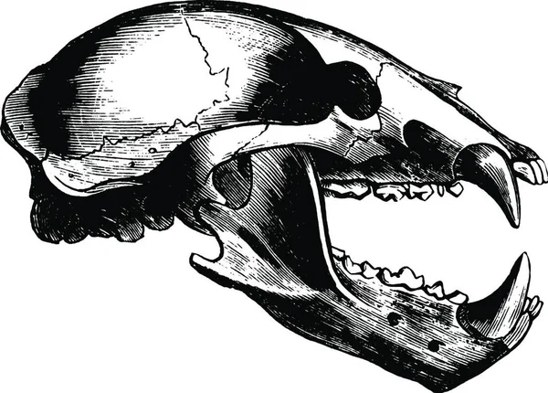 Wolf Skull Vintage Illustration — Stockvektor