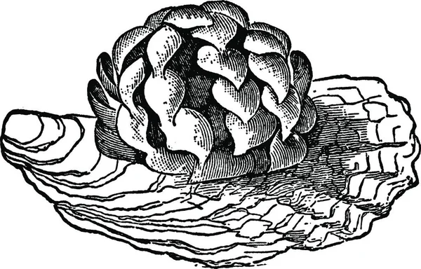 Egg Common Whelk Vintage Illustration — Διανυσματικό Αρχείο