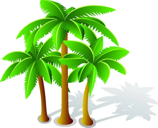 Palmeras Tropicales Ilustración Del Vector Árboles — Vector de stock