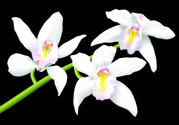 Beyaz Cymbidium Orkideleri Vektör Illüstrasyonu Basit Tasarım — Stok Vektör