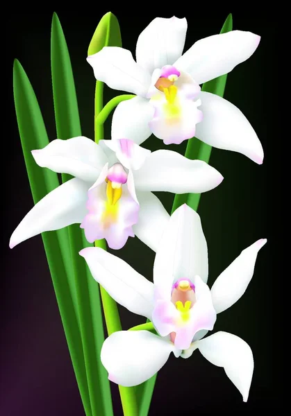 Белые Цимбиевые Орхидеи Векторная Иллюстрация Простая Конструкция — стоковый вектор