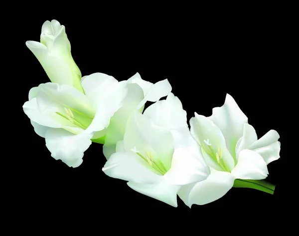 Beyaz Gladiolus Vektör Çizimi Basit Tasarım — Stok Vektör