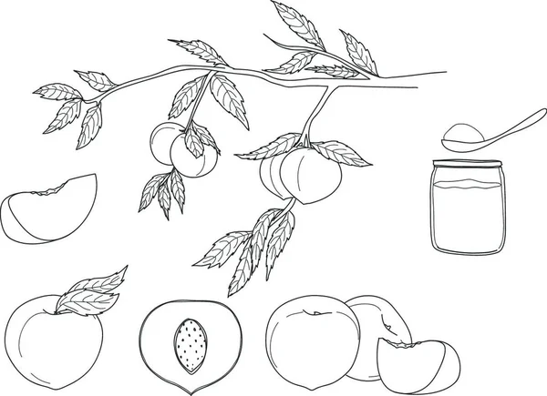 Pêche Ligne Dessinée Main Art Vecteur Fruit Set Illustration — Image vectorielle