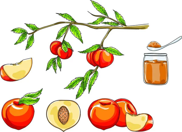 Pêche Dessin Main Art Vecteur Fruit Set Illustration — Image vectorielle