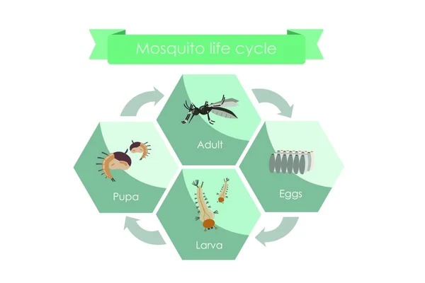 蚊子从鸡蛋到成人的生命周期 显示蚊子生命周期的显示图表 — 图库矢量图片