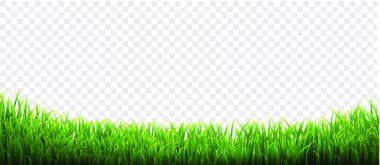 Картина, постер, плакат, фотообои ""зеленый трава изолированный прозрачный фон"", артикул 622340528