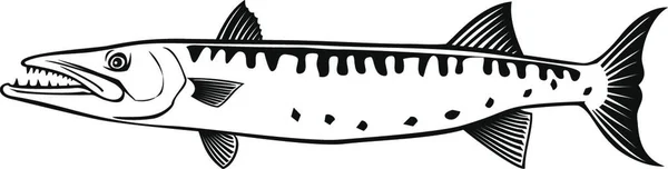 Barracuda Oder Sphyraena Barracuda Schwimmseite Retro Schwarz Und Weiß — Stockvektor