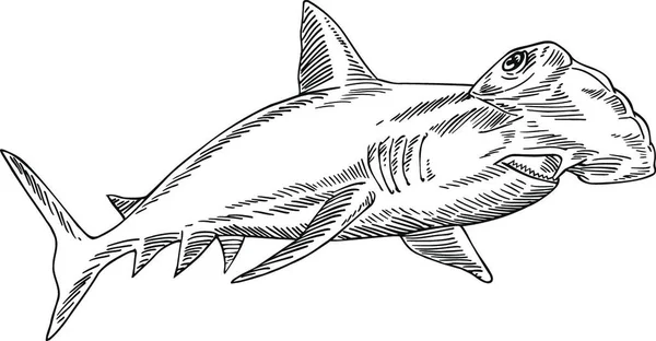 Great Hammerhead Sphyrna Mokarran Largest Species Hammerhead Shark Etching Black — Stock Vector