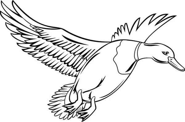 Mannelijke Vogel Drake Mallard Dat Een Dabbling Eend Flying Retro — Stockvector