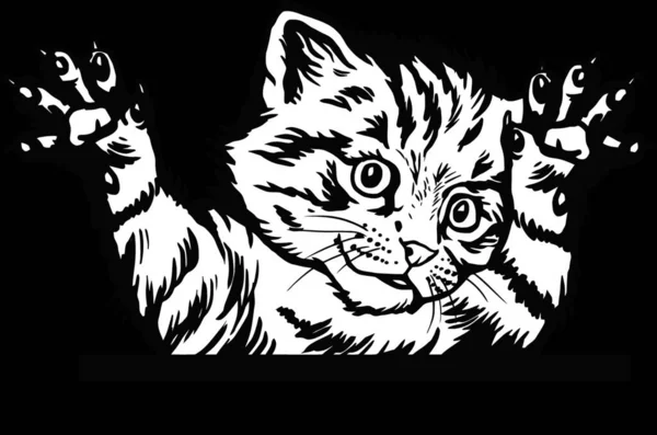 Забавный Котенок Peeking Kitty Кошачья Голова Изолирована Черном — стоковый вектор