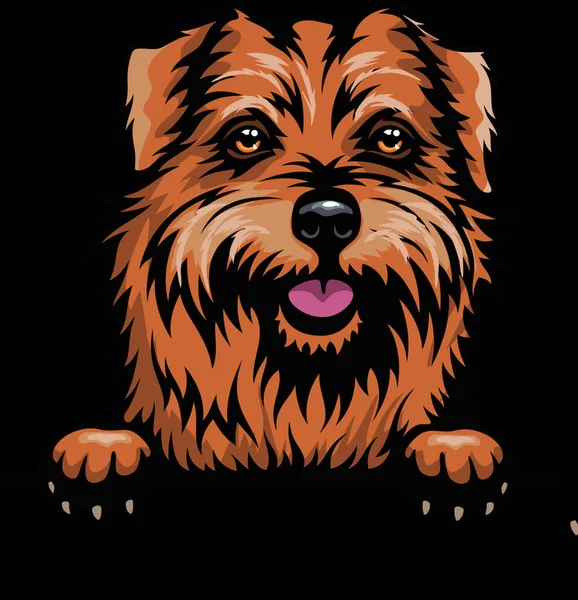 Cabeza Norfolk Terrier Raza Perro Imagen Color Una Cabeza Perro — Vector de stock