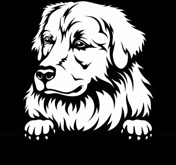 Peeking Dog Plemeno Maremma Sheepdog Hlava Izolovaná Bílém — Stockový vektor