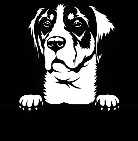 Peeking Dog Великая Швейцарская Порода Горного Дога Голова Изолирована Белом — стоковый вектор