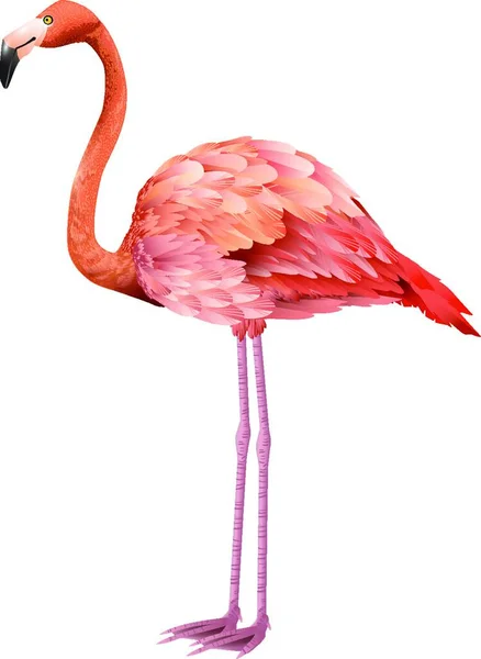 Vacker Rosa Flamingo Stående Vektor Illustration Enkel Design — Stock vektor