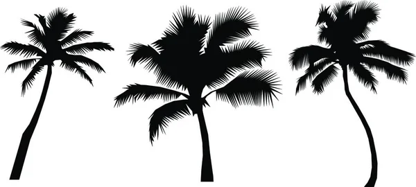 Realistische Palm Tree Silhouetten Vector Illustratie Eenvoudig Ontwerp — Stockvector