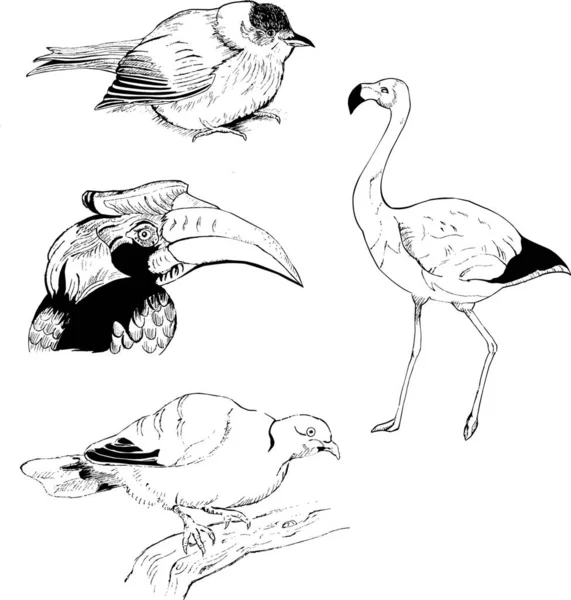 Ptaki Grafice Prosta Ilustracja Wektora — Wektor stockowy