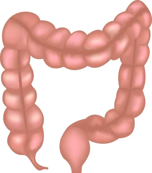 大腸解剖図カラフルなメッシュ — ストックベクタ