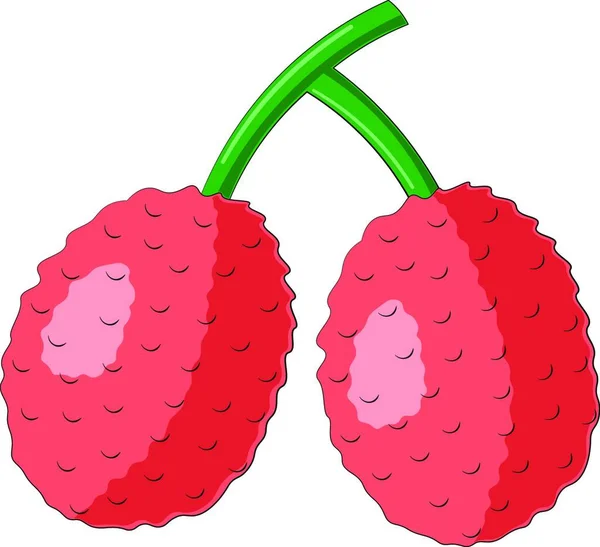 Gezeichnet Zwei Asiatische Früchte Litschi Farbe — Stockvektor