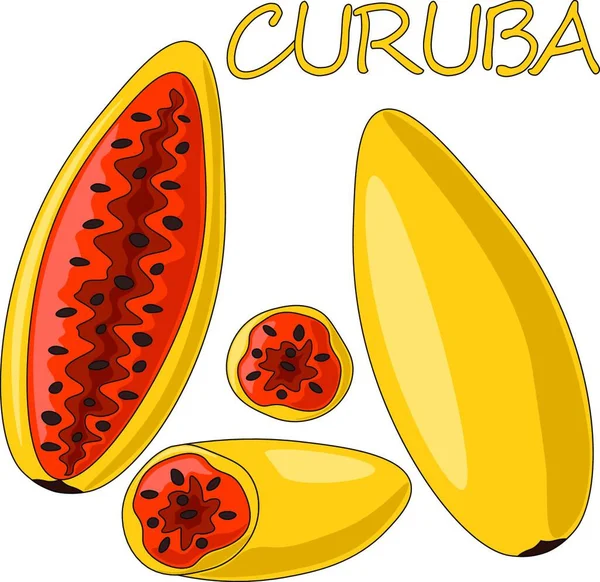 Mini Set Mit Exotischen Fruchtcuruba Illustration Farbe Zeichnen — Stockvektor