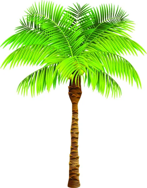 Kokosnoot Palm Boom Vector Illustratie — Stockvector