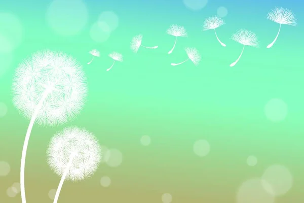 タンポポの花ベクトルイラスト — ストックベクタ