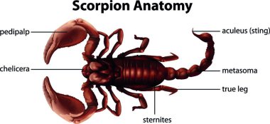 Scorpion Anatomisi, grafik vektör çizimi 