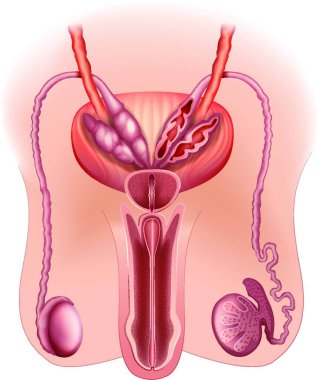 erkek üreme sistemi, grafik vektör çizimi 