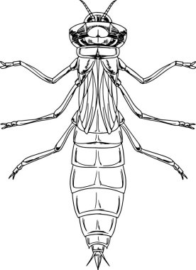 Yusufçuk perisi vektör çizimi