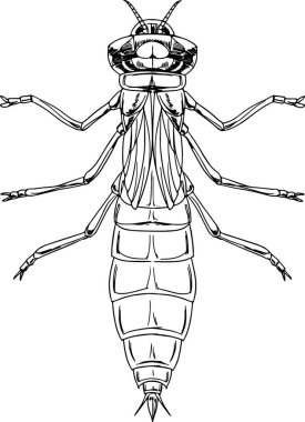 Yusufçuk perisinin resmi.