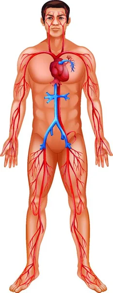 Illustration Système Circulatoire Humain — Image vectorielle