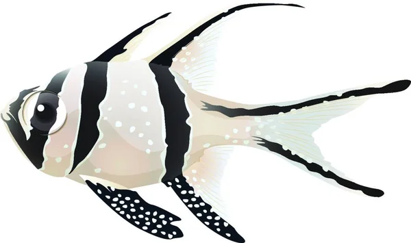 Banggai Cardinalfish Ikona Vektorové Ilustrace — Stockový vektor