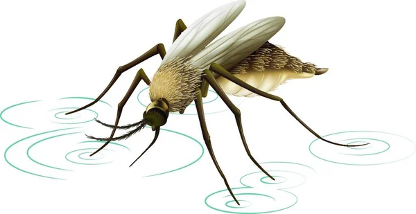 Mosquito Insecto Vector Ilustración — Vector de stock