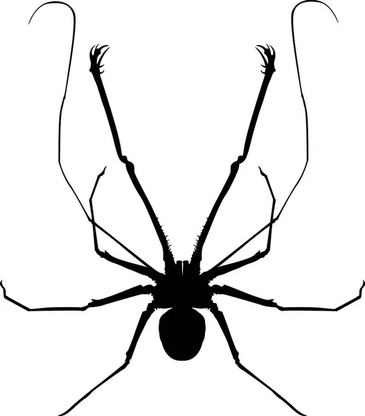 Kırbaç Örümceği Çizimi — Stok Vektör